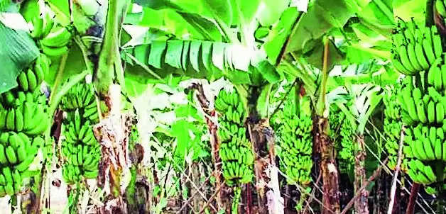 Low banana yield due to drought leaves B’gavi farmers in a tough spot