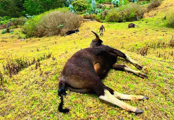 Three Indian gaurs found dead in Nilgiris