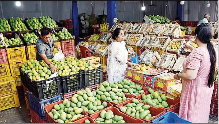 Mangoes grown in south Gujarat hit sweet spot for US palates