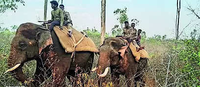 Tusker driven back into woods