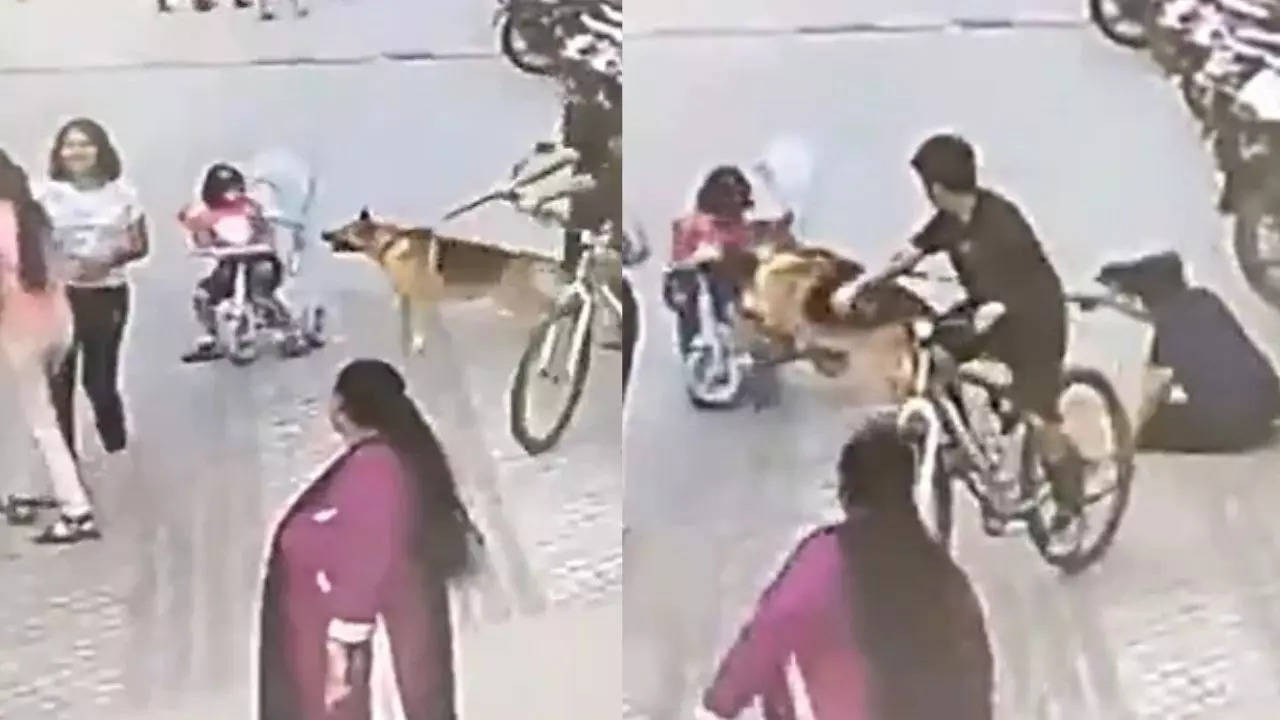 Horrifying video: German Shepherd attacks child in stroller in Ghaziabad housing society