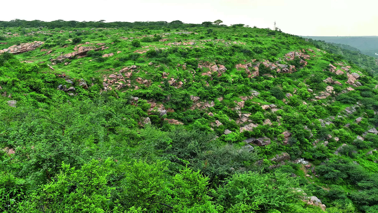 What is a forest, really? On Haryana govt's table for the first time, criteria to define it