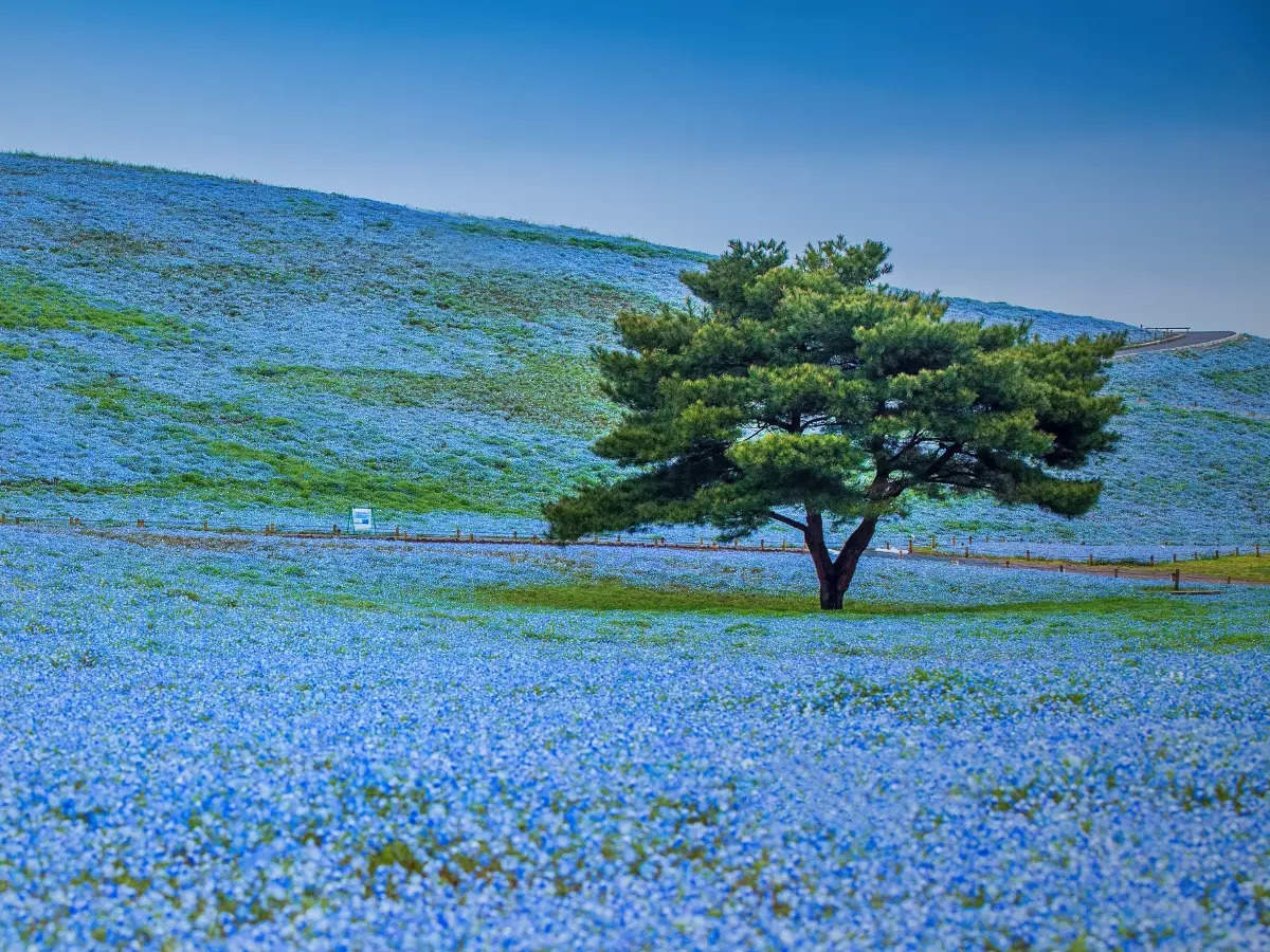 Japan: The incredibly beautiful Hitachi Seaside Park is perfect in May