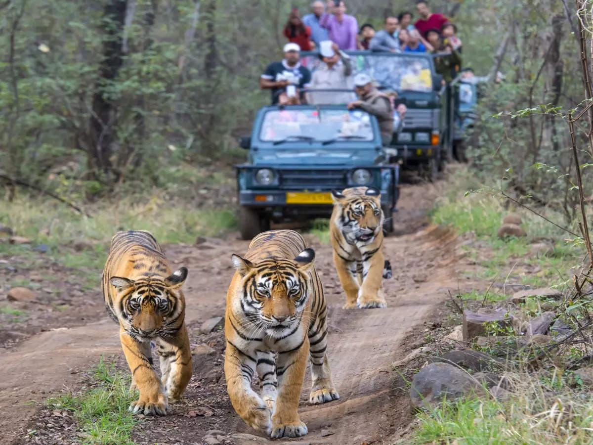 10 best places to spot tigers in Indian forests