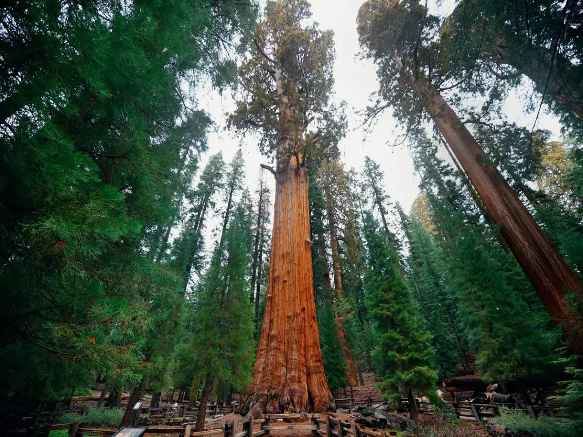 Guess the size of General Sherman, the largest tree on Earth by volume?