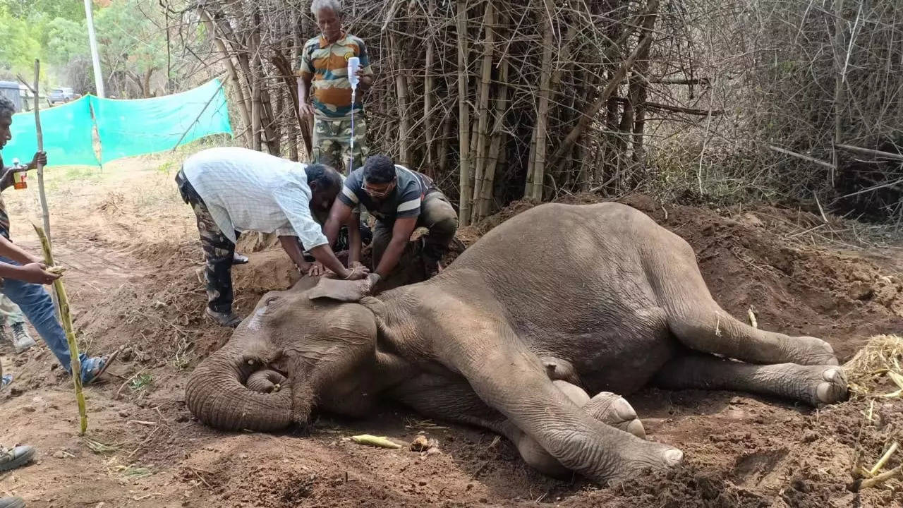 Tamil Nadu forest dept trying to revive sick wild elephant