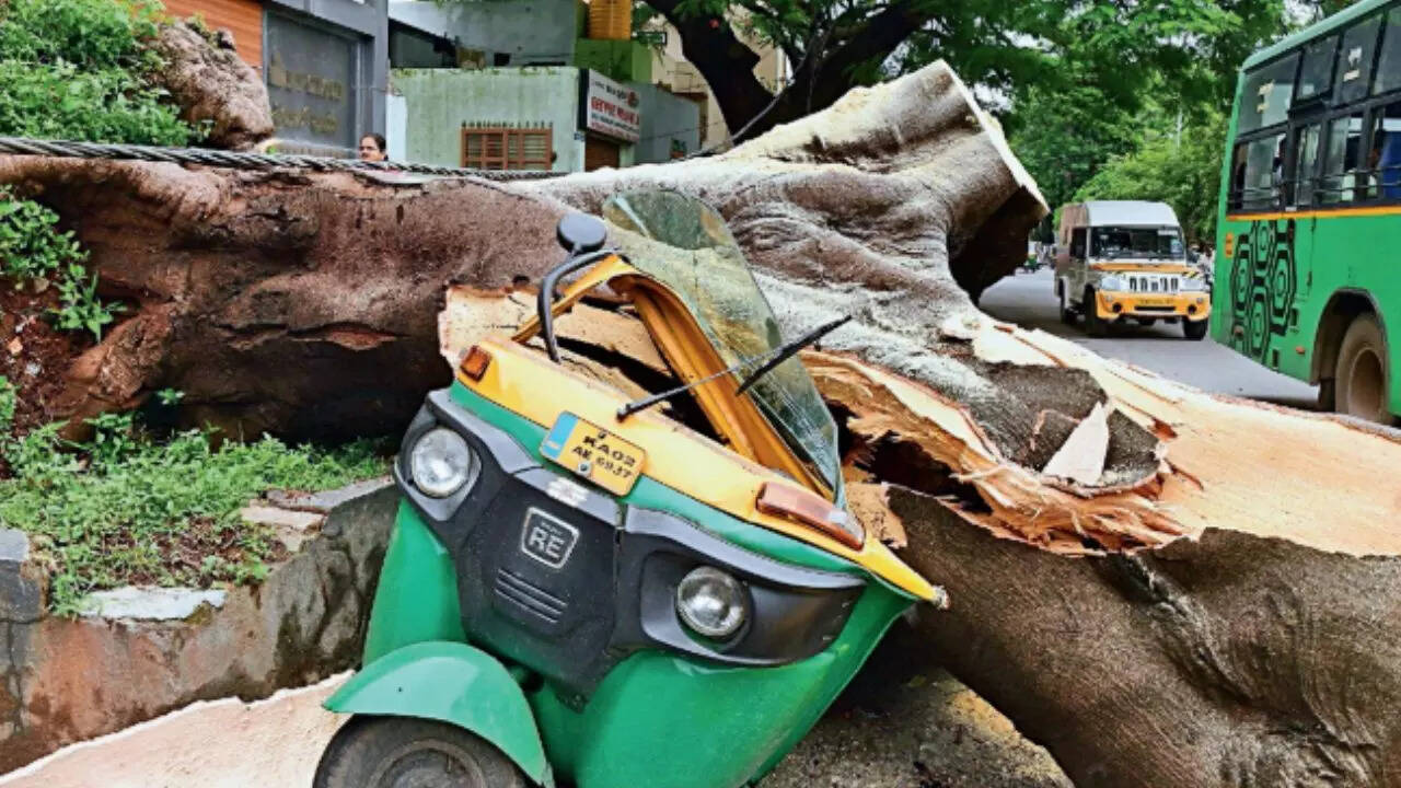 Summer showers see hundreds of trees tumbling. But why?
