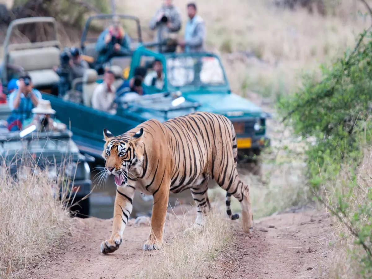 Tiger video goes viral: Tourists on wildlife safari in Dudhwa park spot a majestic male tiger