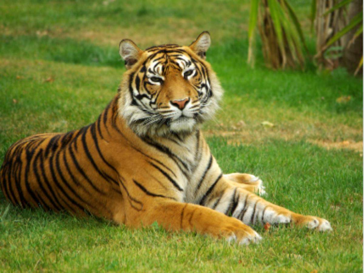 Did you know this national park has the highest number of tigers in India?