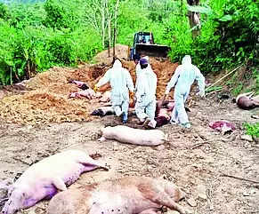 919 pigs die due to African swine fever in Mizoram