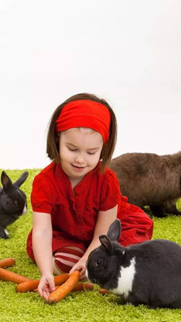 8 kid-friendly pets apart from dogs and cats