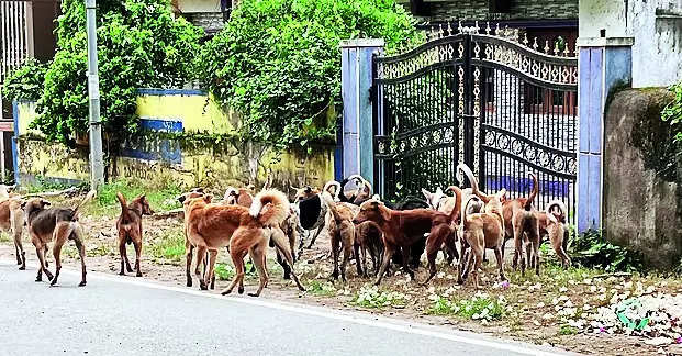 Haveri city grapples with rising menace of stray dogs