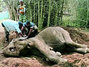 Ailing wild elephant dies in STR