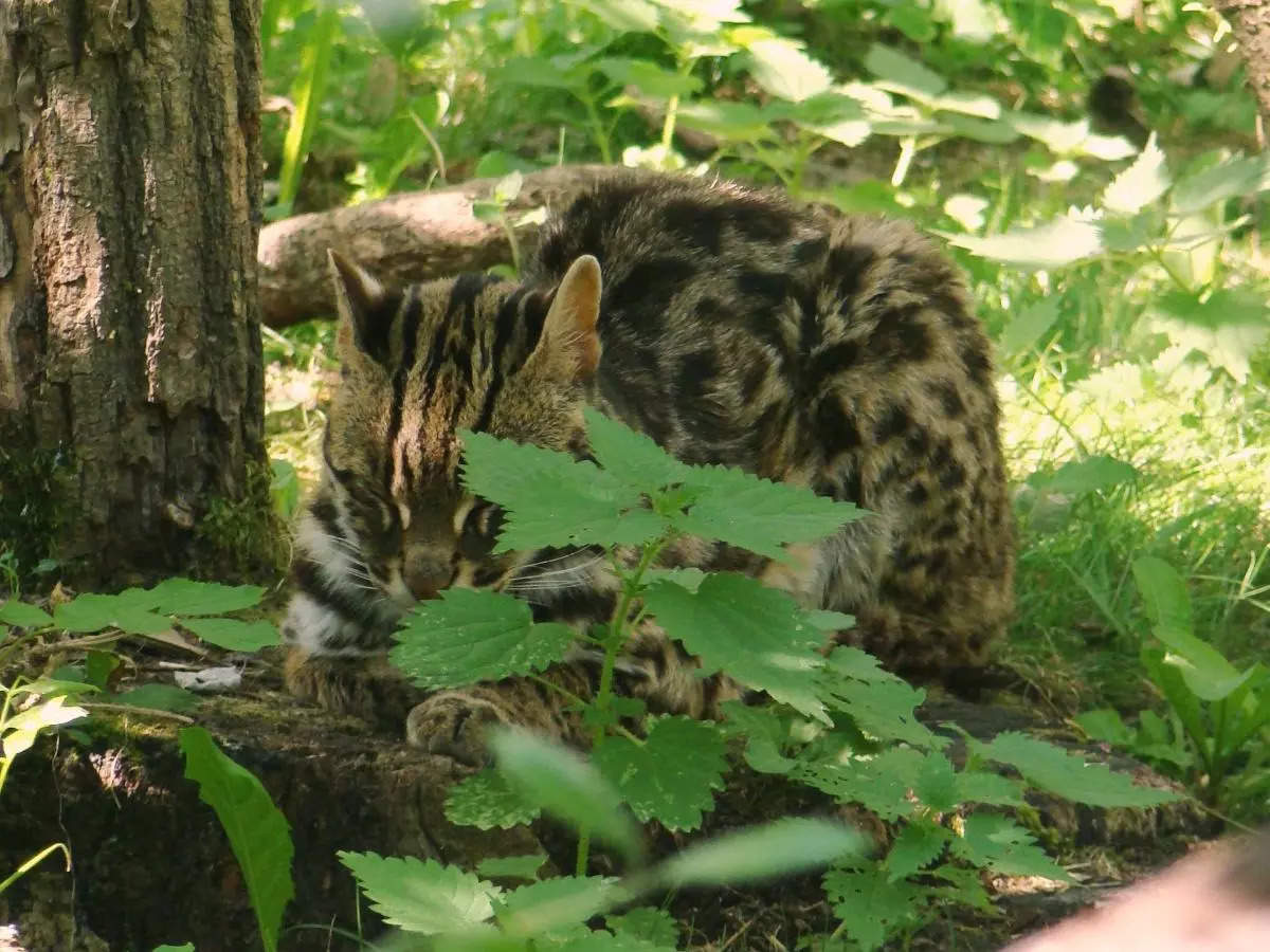 Rare leopard cat spotted in Maharashtra’s Pench Tiger Reserve for the first time!