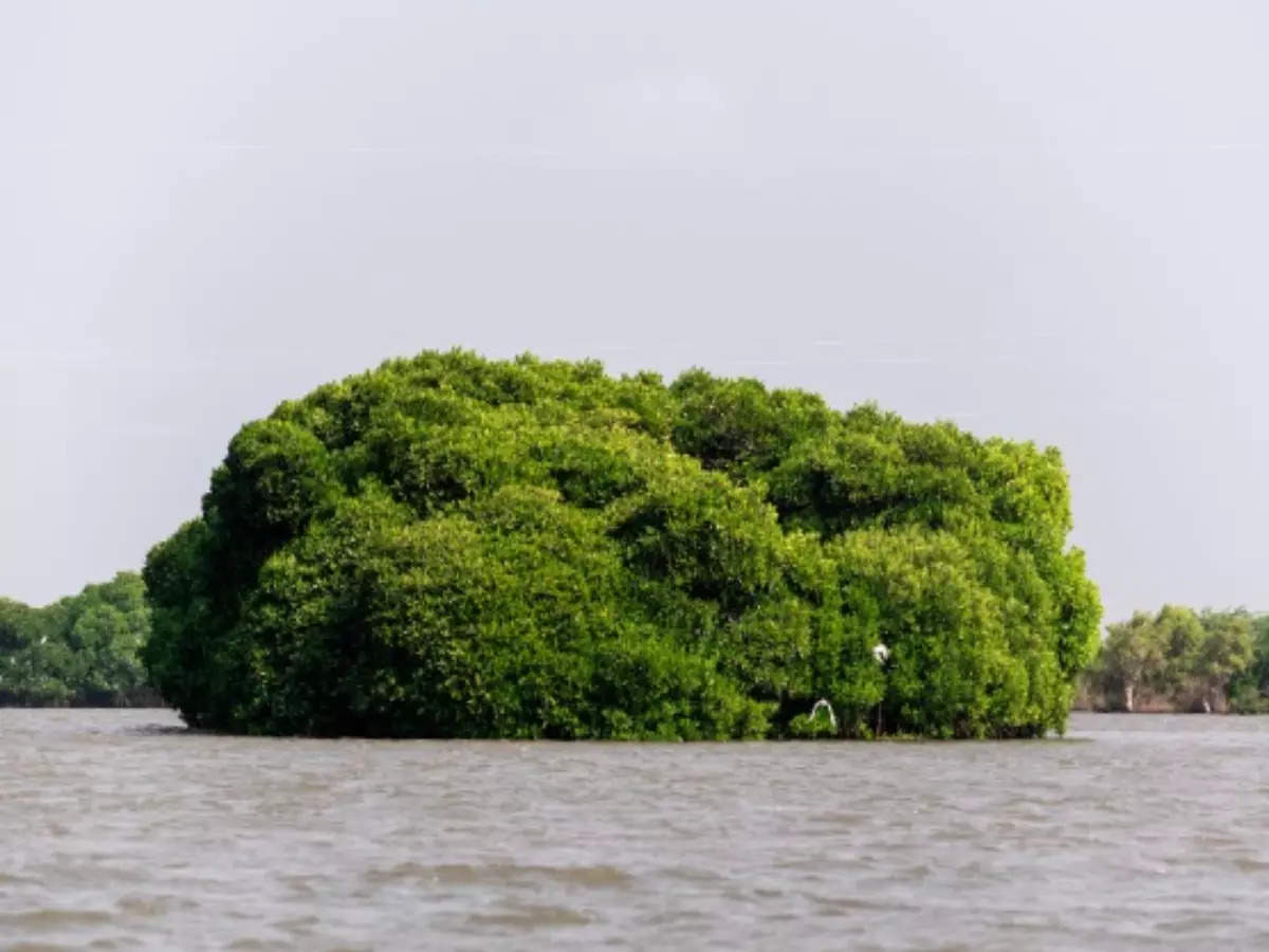 Pichavaram: Detailed guide to world's second largest mangrove forest