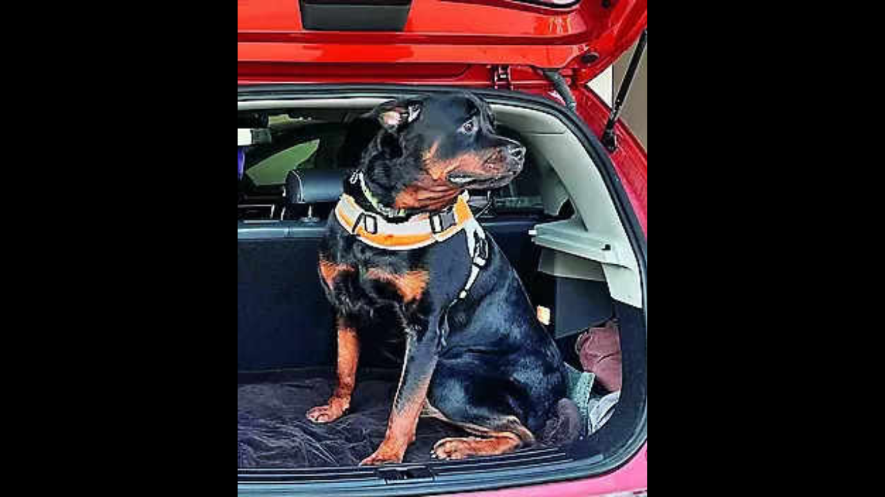 Rottweilers, pet owners, cats face the heat post dog-bite incident