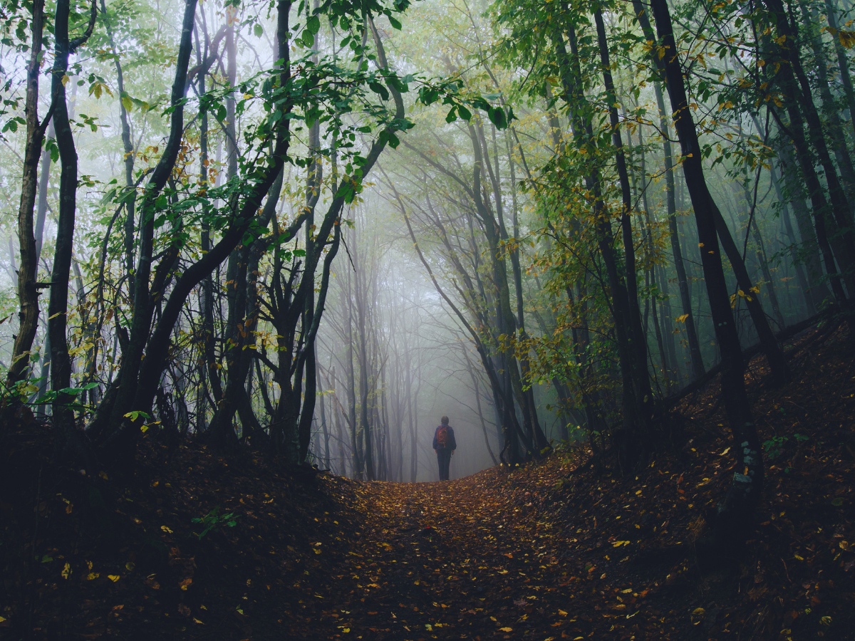 Most haunted forests in the world
