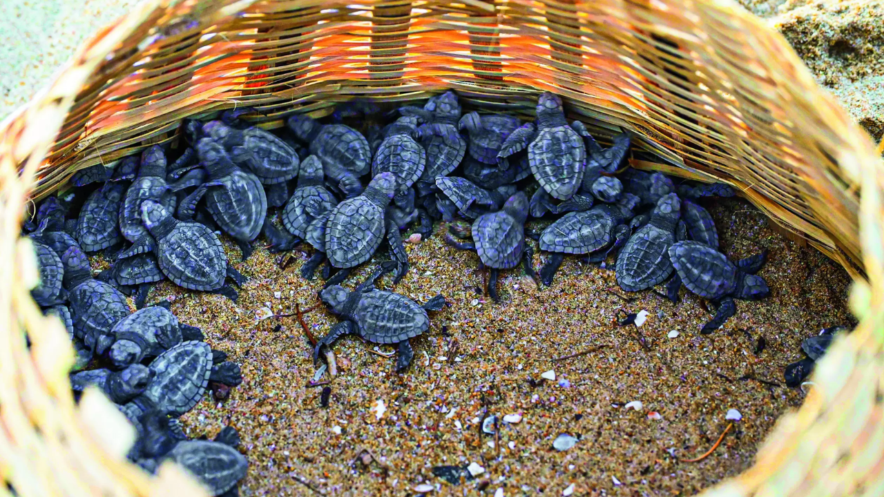 Fewer Olive Ridley hatchlings released into sea this year