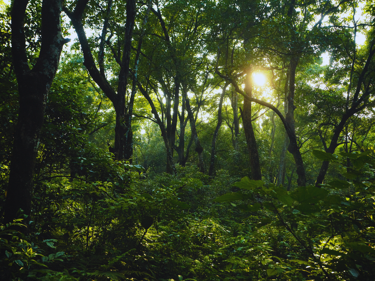 7 most beautiful forests in India