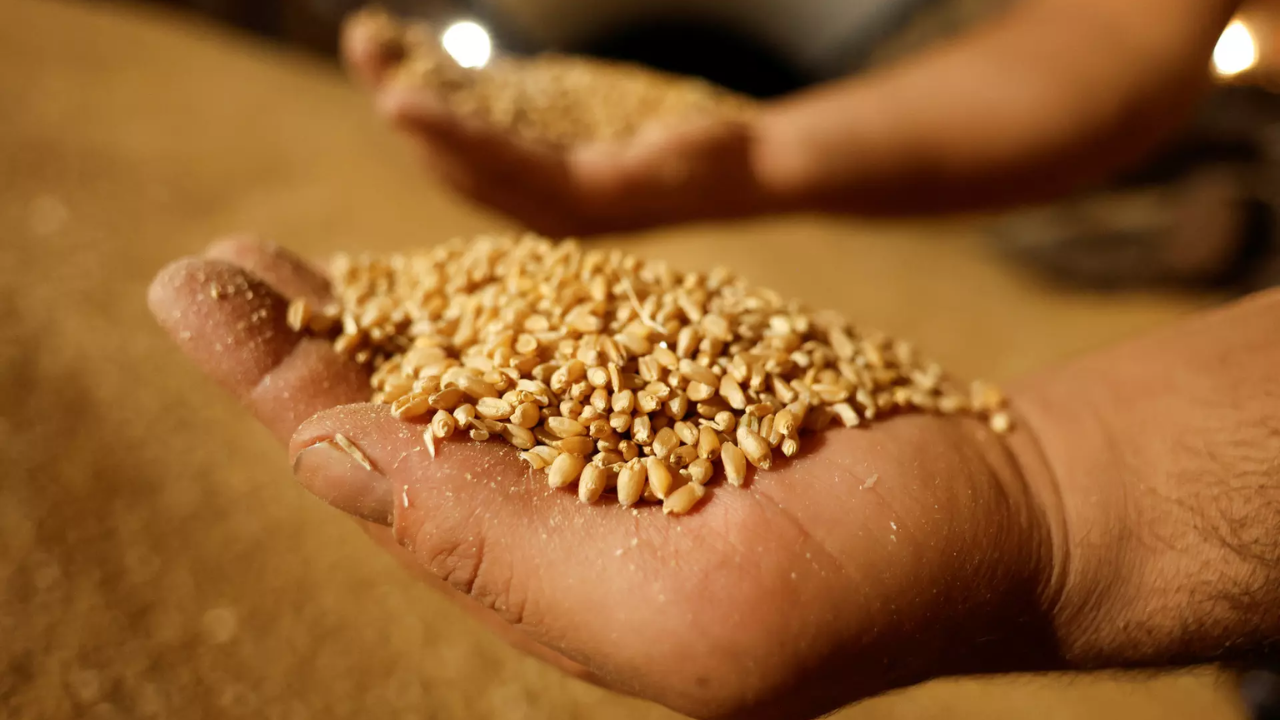 Wheat buy may miss target, but set to cross 2023 mark