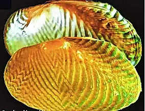 ‘Extinct’ mussel species rediscovered