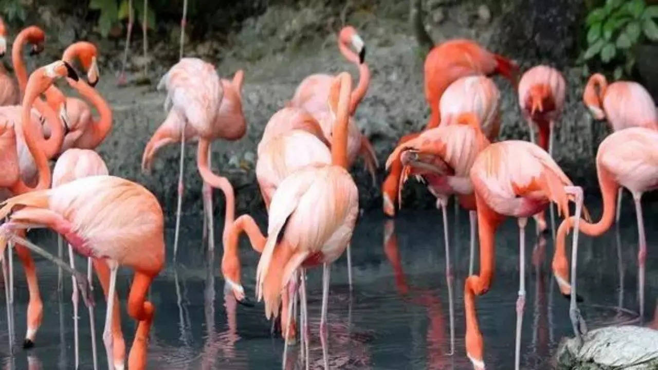 Chilean scientists track flamingos by satellite to preserve dwindling population