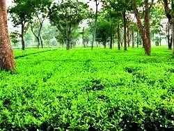 11 die of diarrhoea in Assam tea estate since May 12