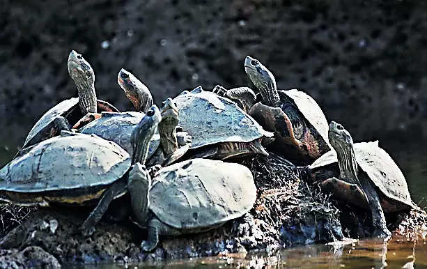 Poachers now shift to trade of dried calipee of turtles