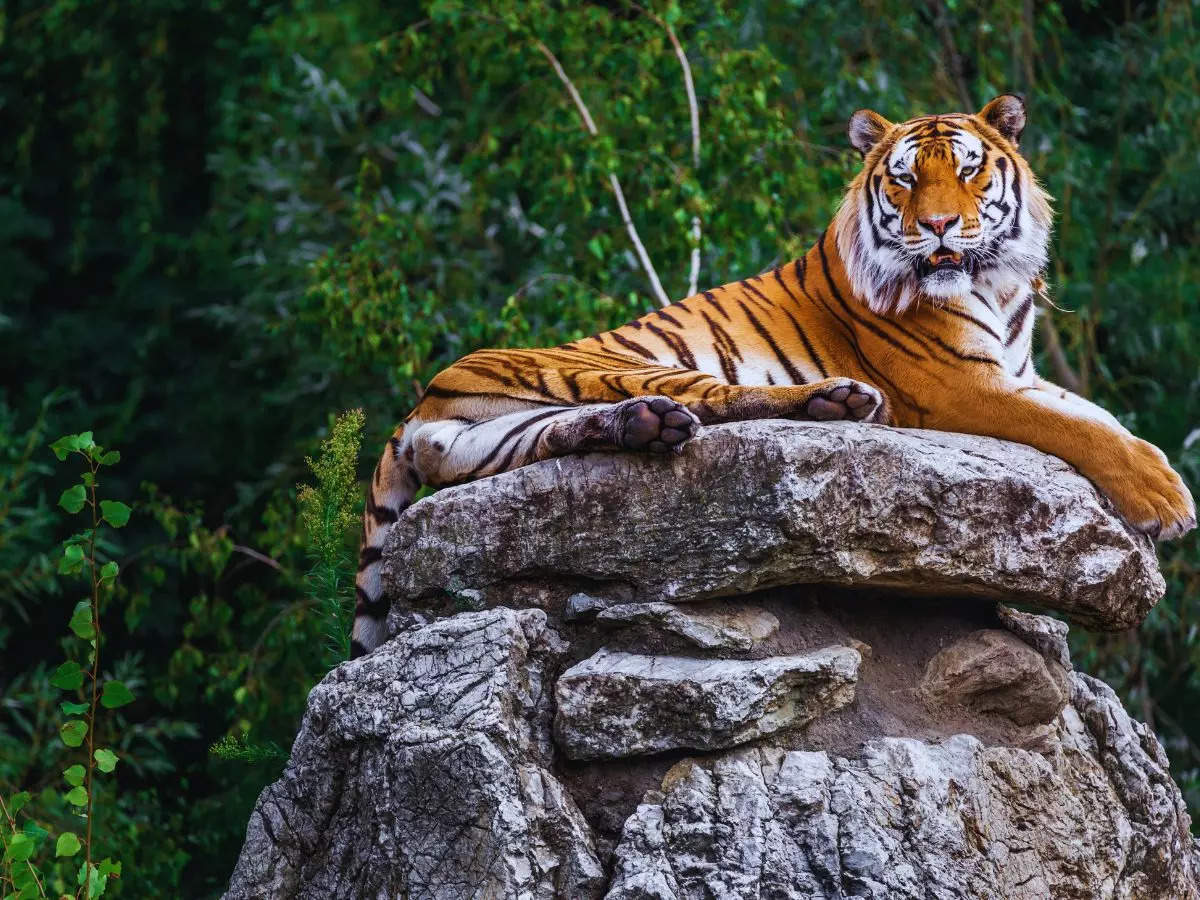 The only tigress at Jodhpur’s Machiya Safari Park dies of heat stroke