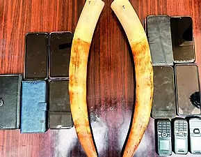 Eleven held from S’garh district with two tusks