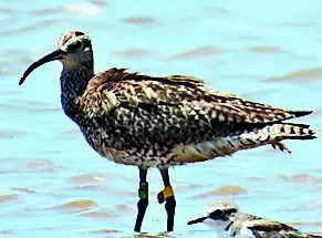Avian guest travels from Réunion Island to Ganjam