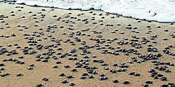 Baby Olive Ridley turtles start journey to sea in Gahirmatha