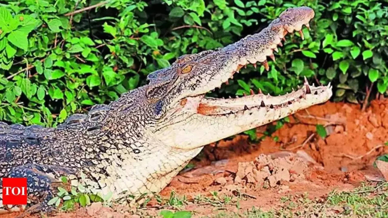 Boy feared killed in crocodile attack