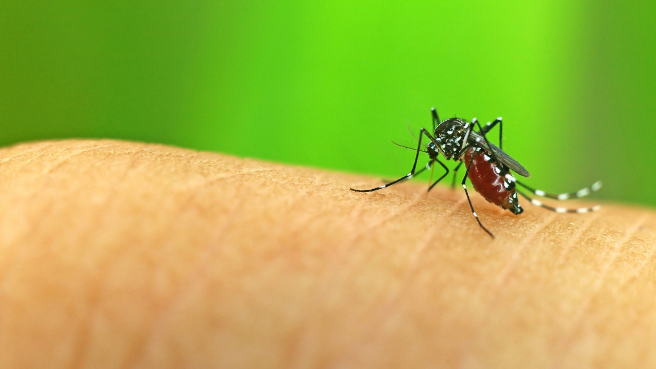 vector brone disease