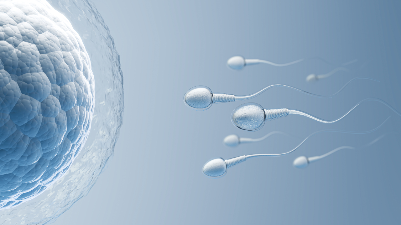 Male fertility