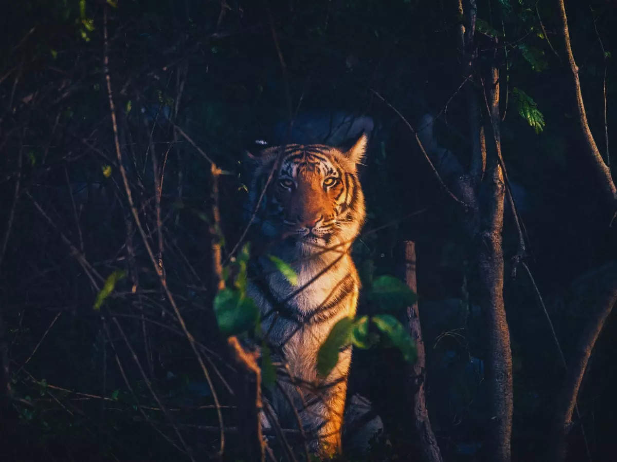 First ever royal Bengal tiger sighting in Sikkim's Yali forest