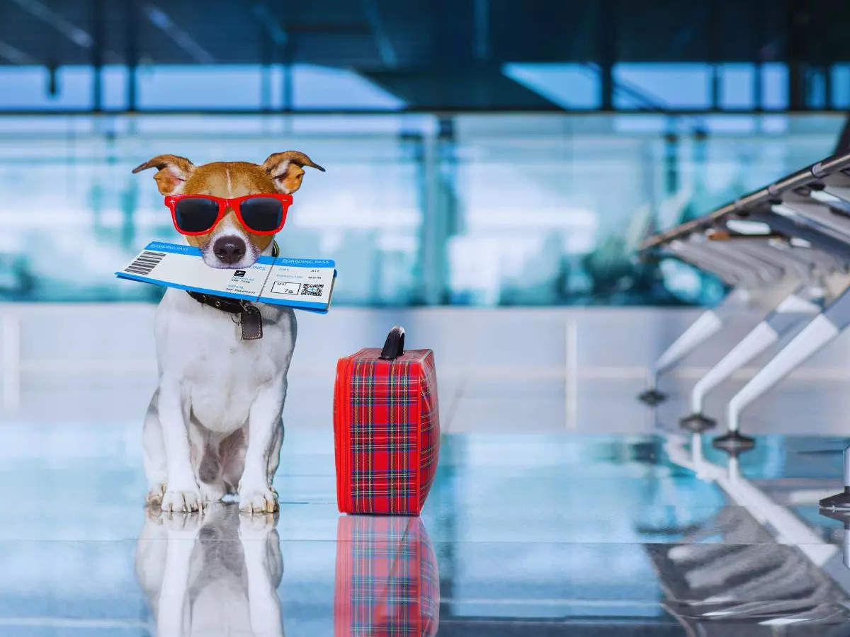 It’s time to BARK high in the sky: US launches the world's first airline for dogs