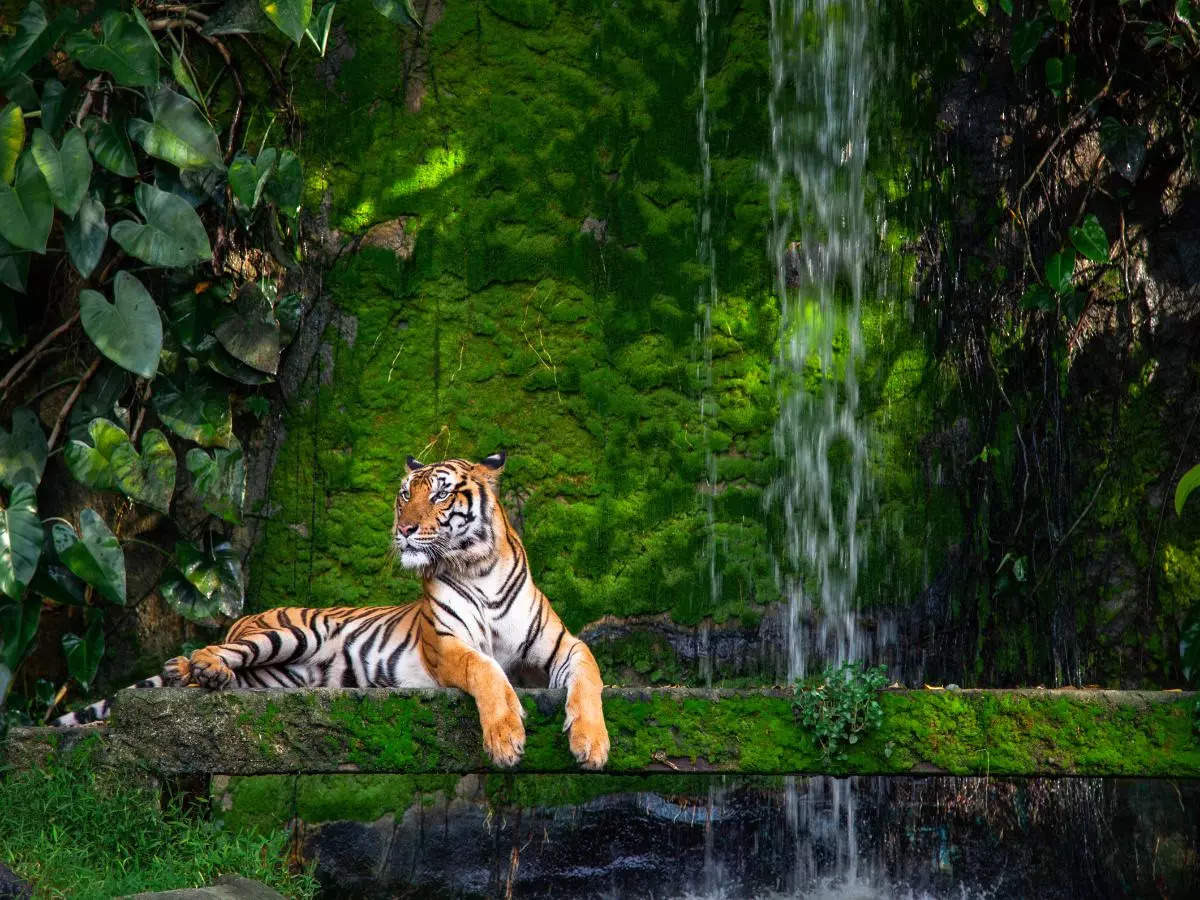 Exploring the wildlife: 5 best zoos to visit in India with kids
