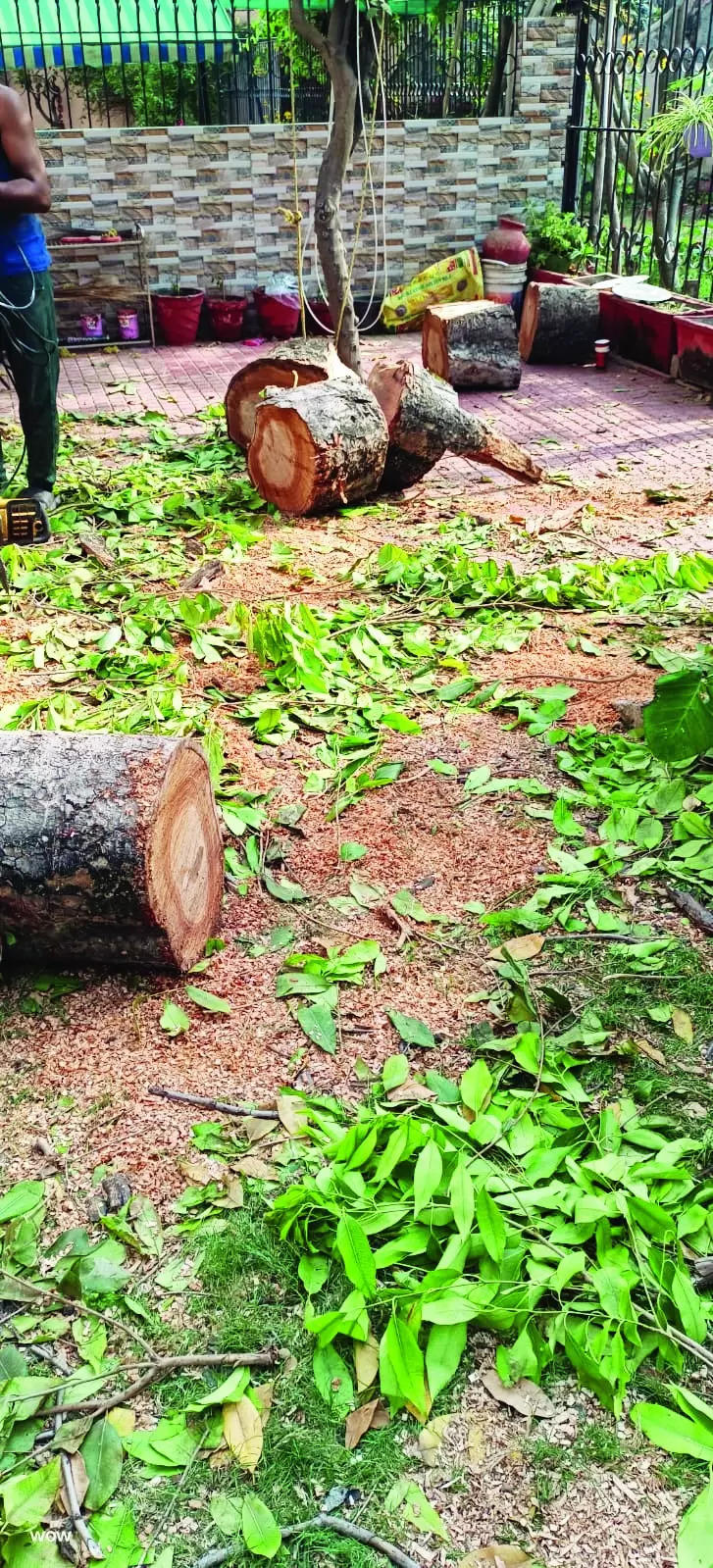 How many trees felled in Sector 21? Noida to find out