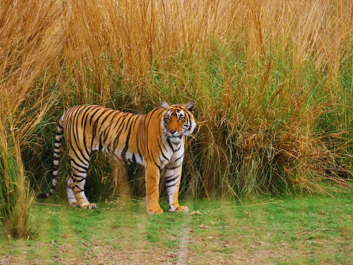 Why do national parks in India close during the monsoon season?