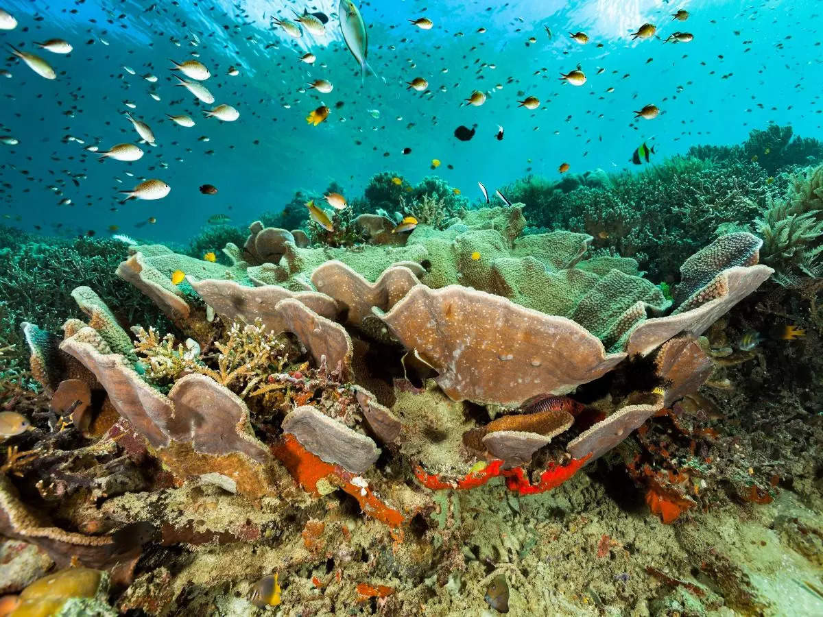 Coral Triangle Day: Fascinating facts and reasons to protect it