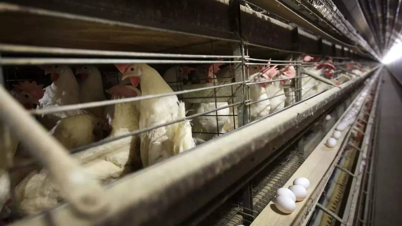 Philippines bans imports of poultry products from Australia due to bird flu