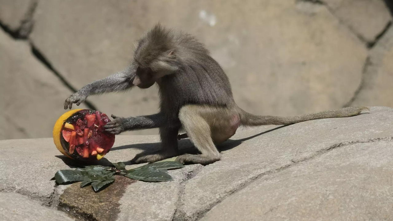 In Mexico heat wave monkeys still dying, birds are getting air-conditioning, lions get popsicles