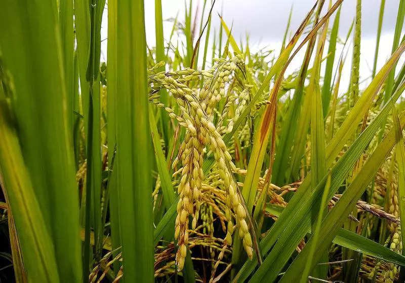 Chinchinim farmers to cultivate paddy on another 100ha of land
