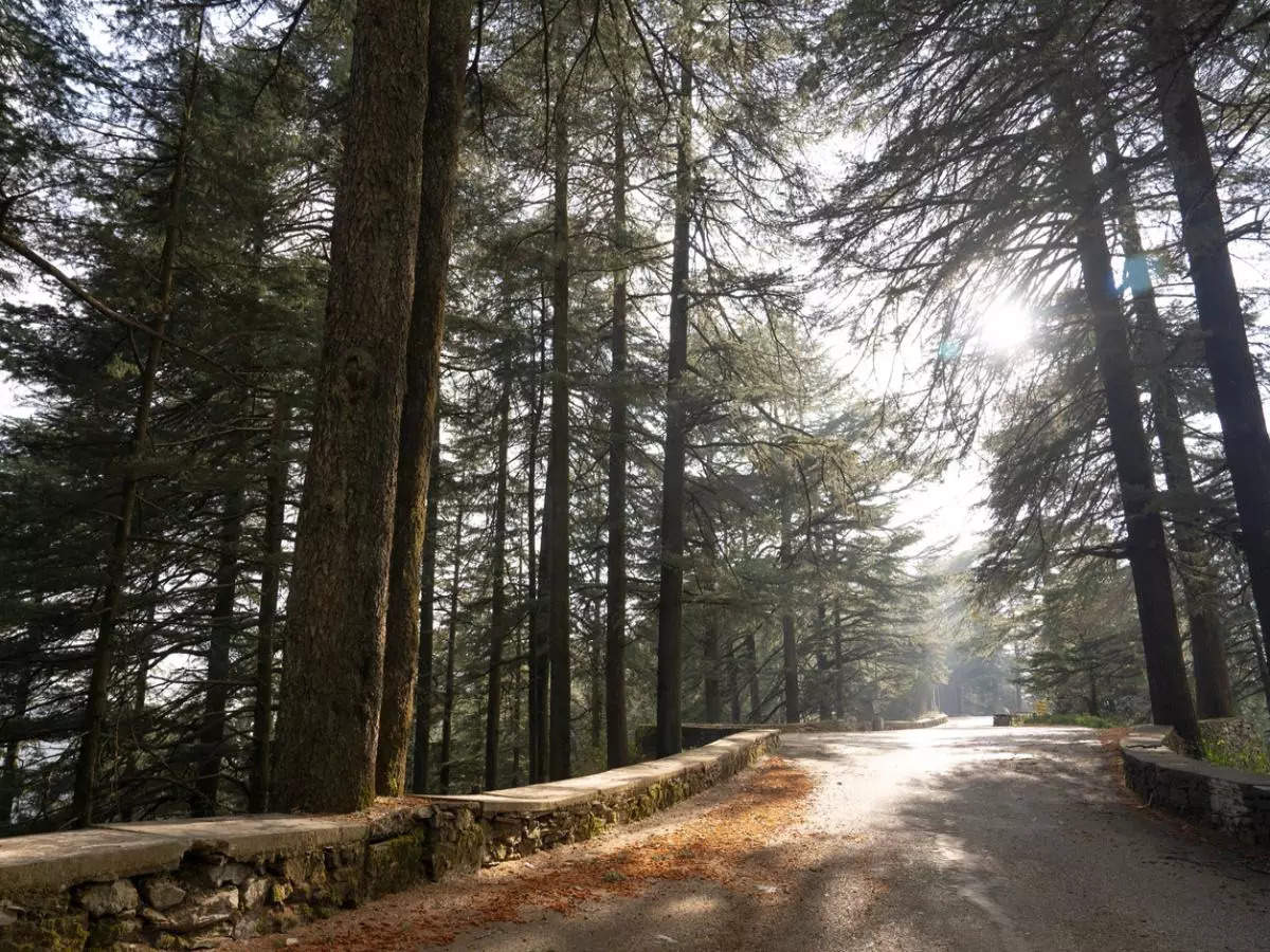 Chail: A perfect summer escape from Delhi