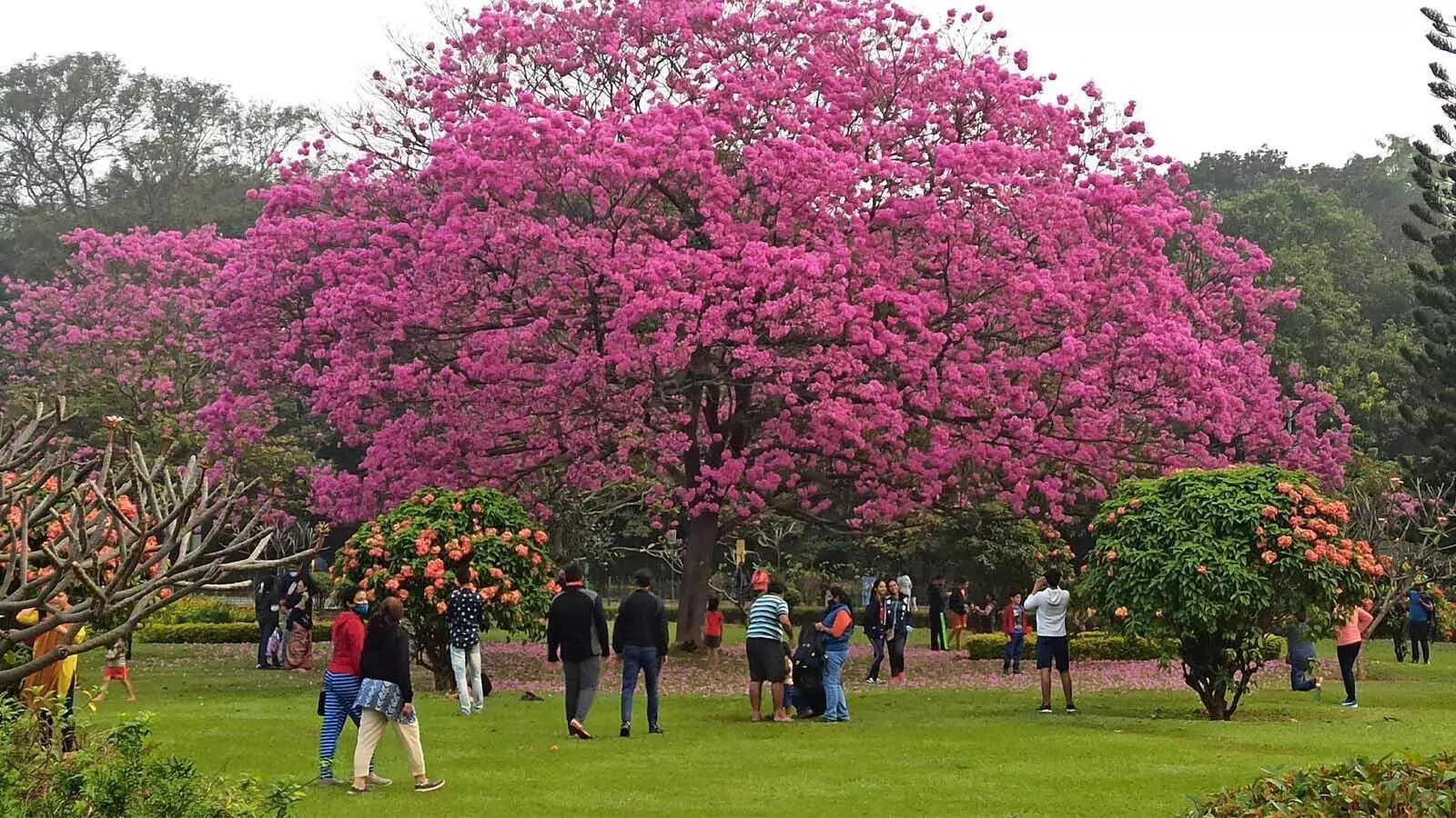 MS Ramaiah City Layout, Bangalore Map, Property Rates, Projects