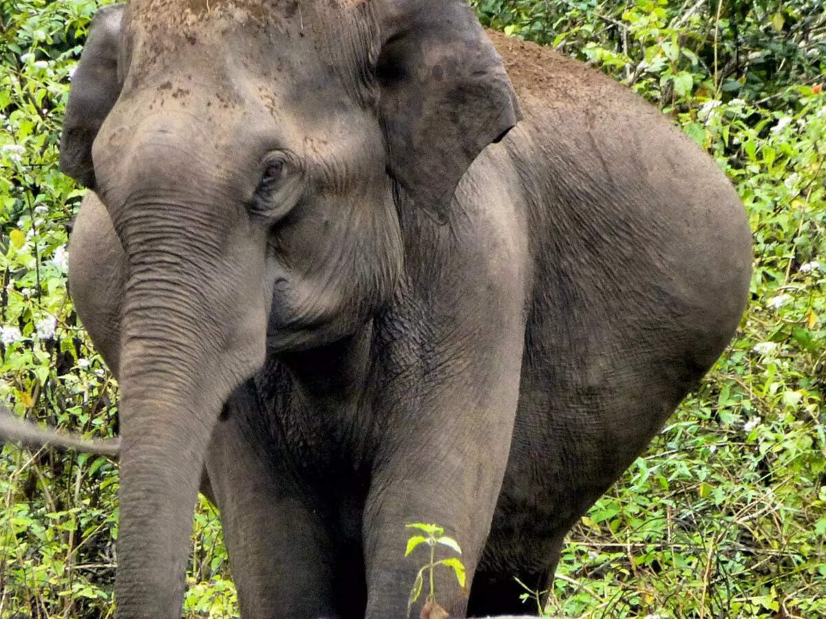 Paper Mill Colony, Lucknow Map, Property Rates, Projects, Photos