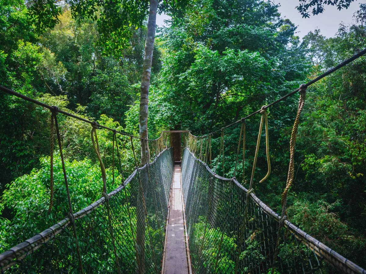 Rainforests in Asia every nature enthusiast must visit at least once