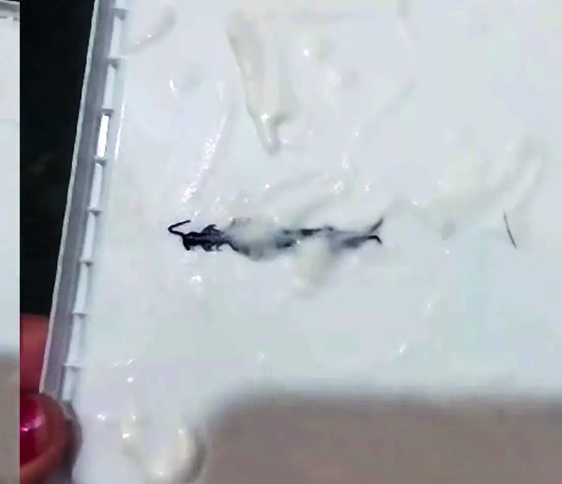 After finger part, dead centipede in ice cream