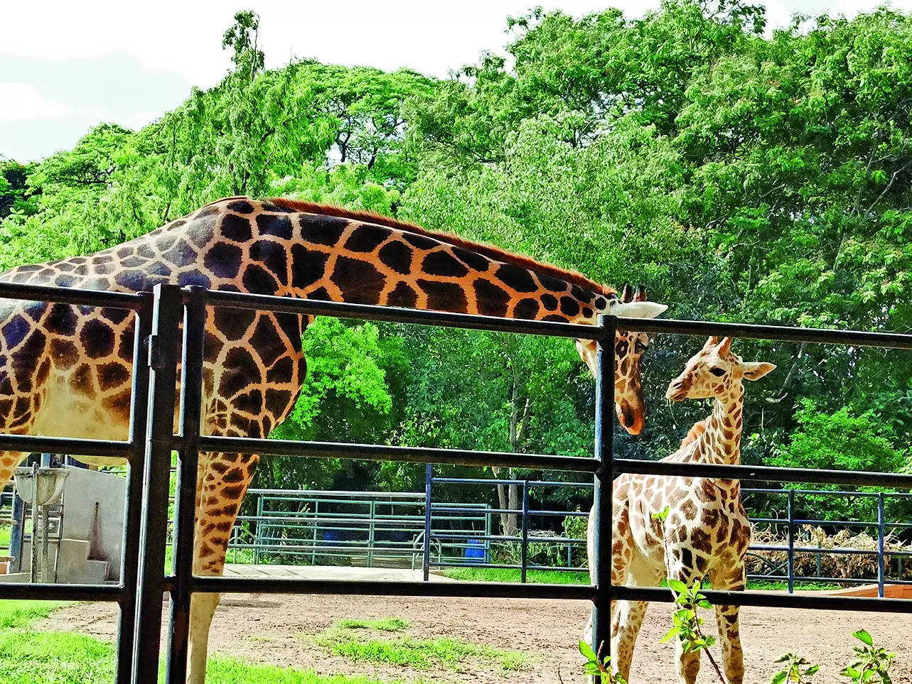 Giraffe calf is named ‘Daksha’